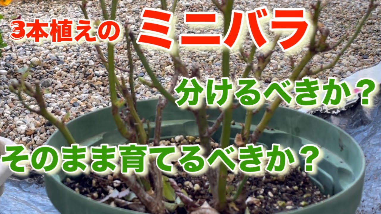 ミニバラは1本ずつ植えるべき？/ミニバラの剪定&植替え