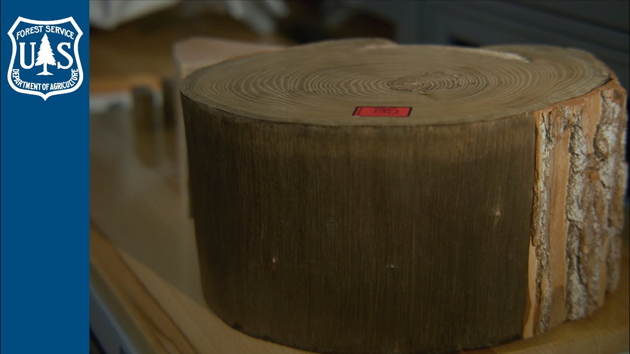 Forest Products Lab: Wood Anatomy Collection and Forensic Work