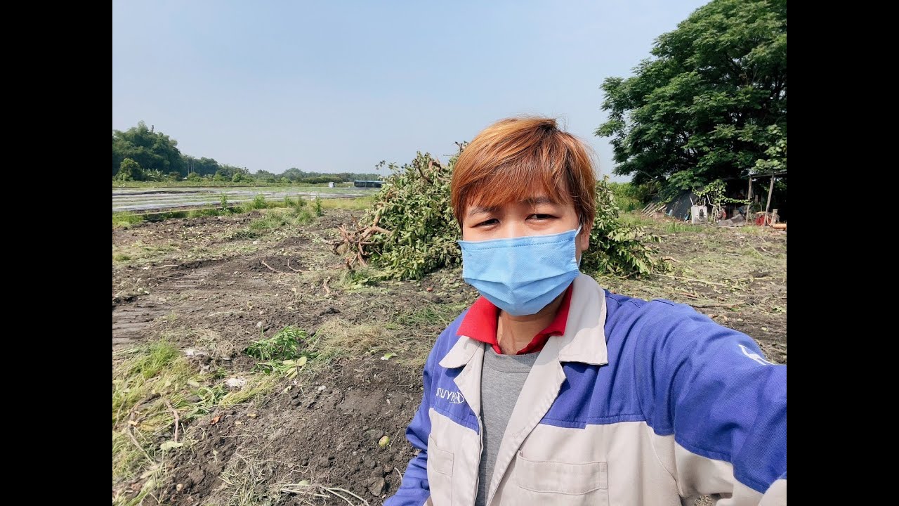 Последствия передачи сада гуавы тайваньцам для работы спустя 2 года.