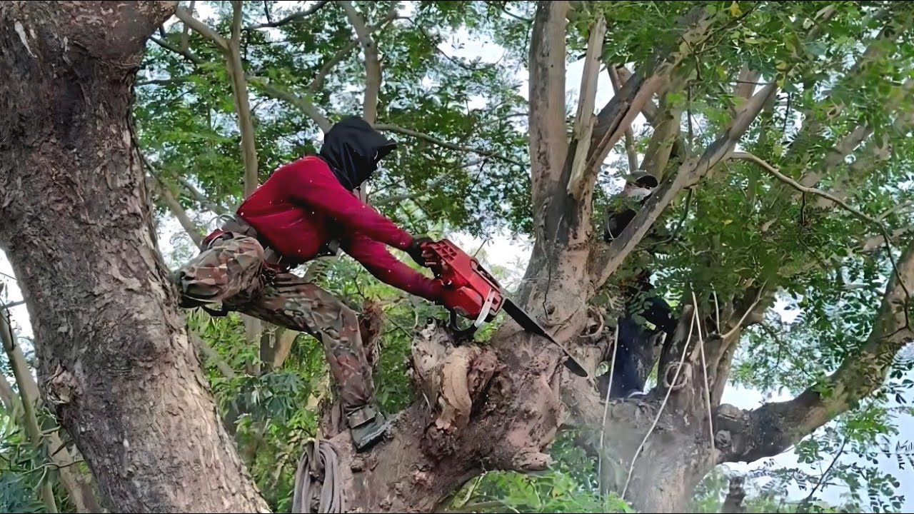 Cưa  hai  cây  còng  siêu  to  ,Ở  gần  đình  thới  sơn  ,Cưa  cây  kỷ  thuật  cao  