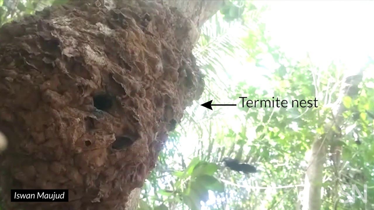 Watch the world&rsquo;s biggest bee in action | Science News