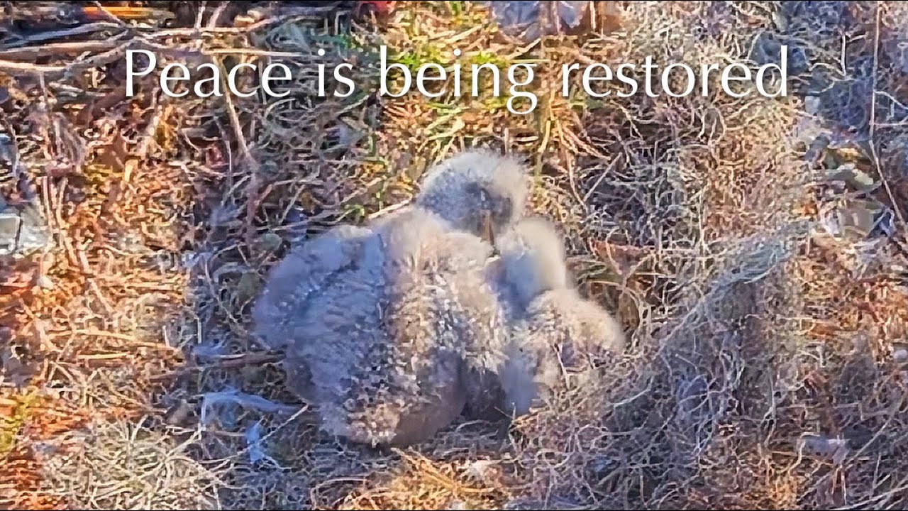 #93🦅🐥18°🐥13°／Winter Park Eagle Nest 2026／Against All Odds:One-Eyed Mom／by Winter Park Eagle Cam