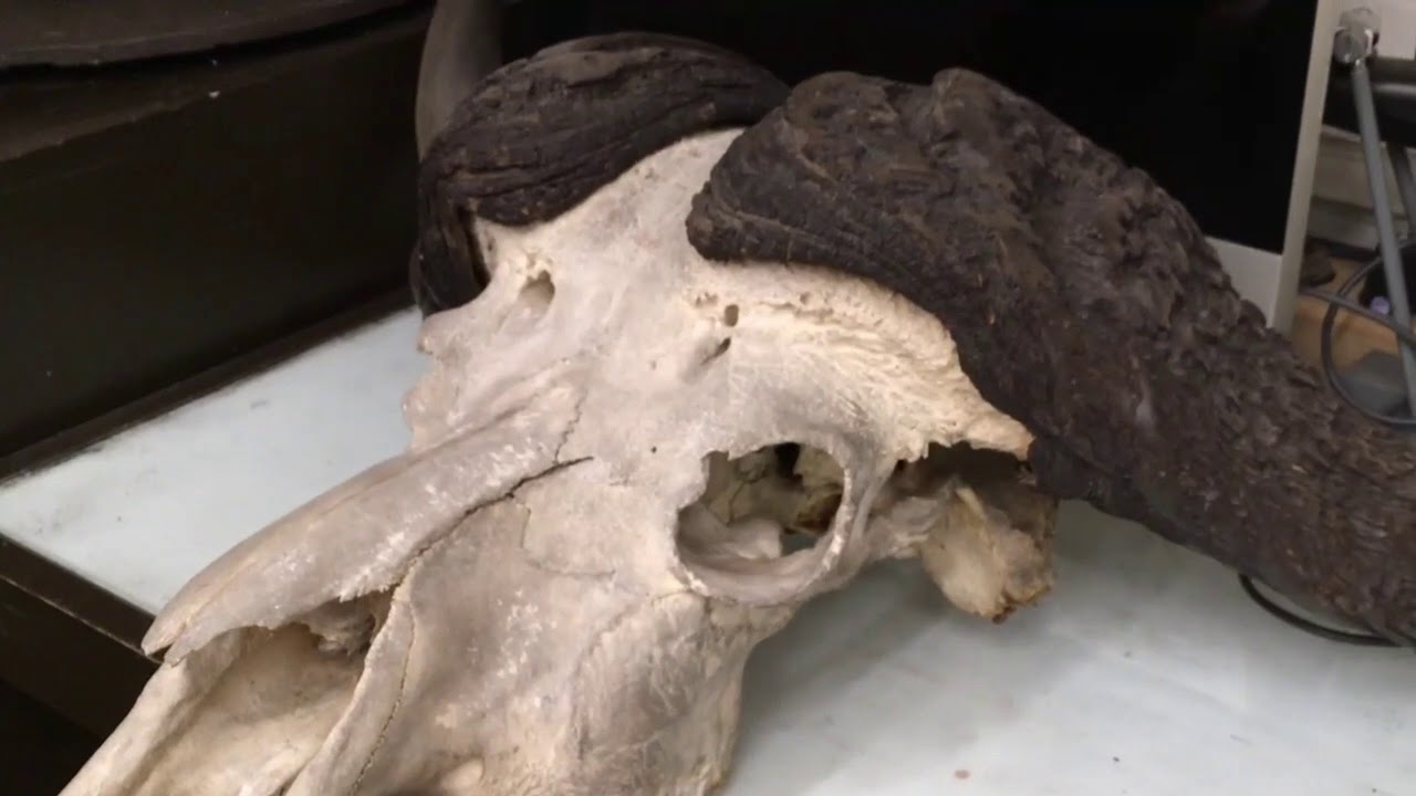 Natural History Wunderkammer Walkthrough