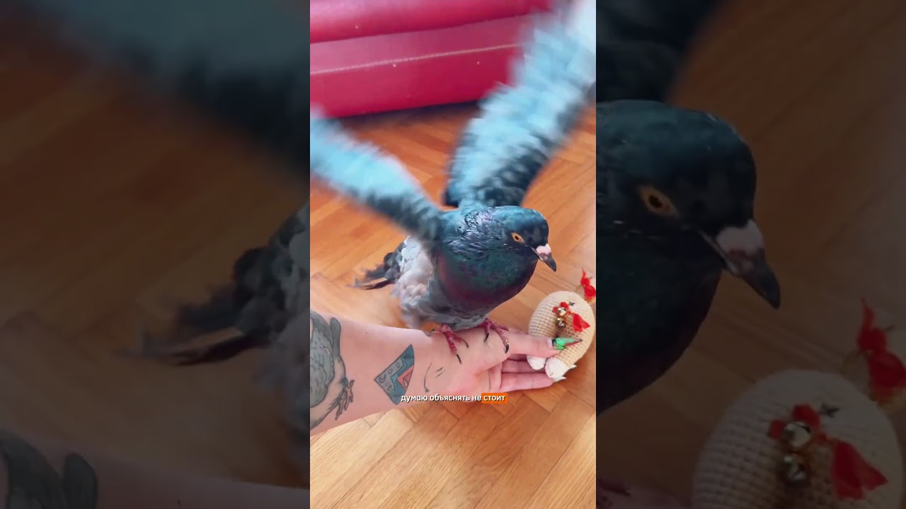 Телеграм-канал: та самая Аня с голубями 🐦