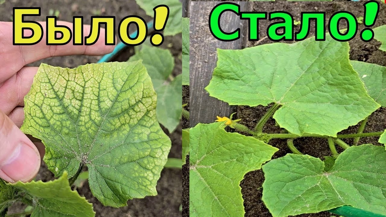 Почему желтеют листья огурцов и как это остановить навсегда