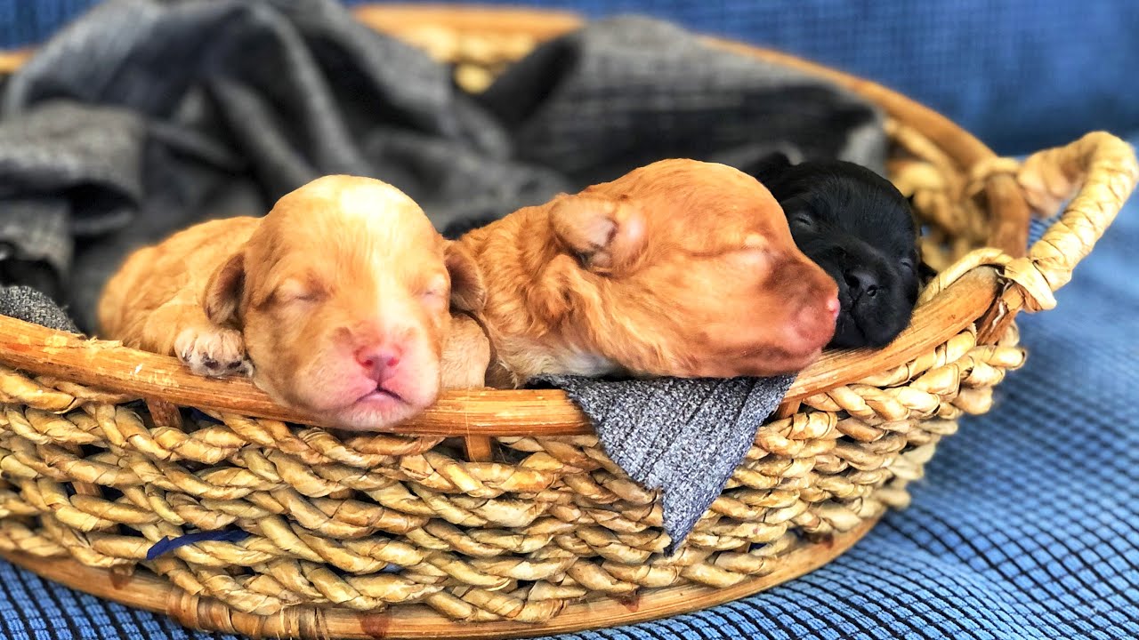 WATCHING SHIH POO PUPPY GROW FROM DAY 1 to 14  | NEW BORN SHIHPOO PUPPY