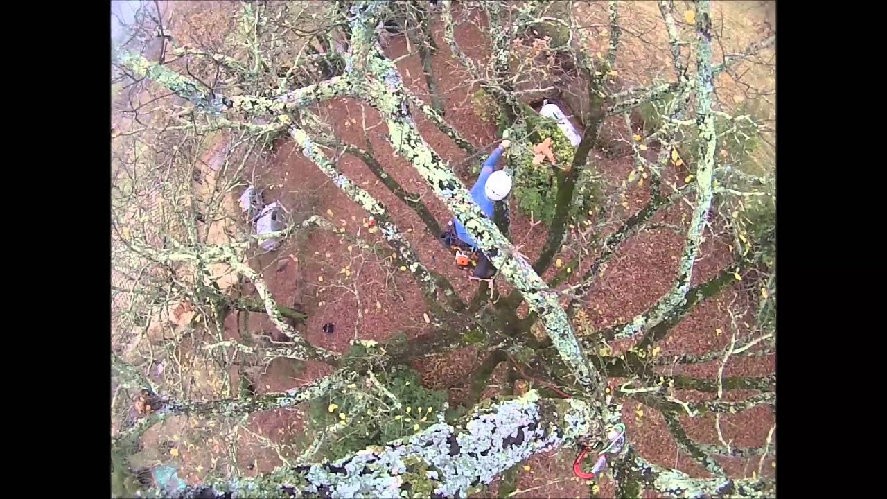 treeclimbing potatura quercus