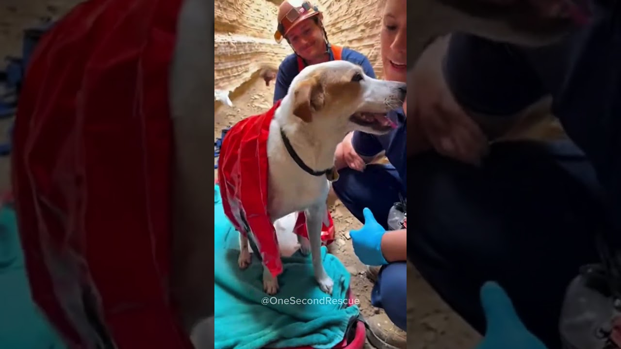 Dog Trapped Deep in Canyon&hellip; Rescuers Hoist Him Out in Dramatic Sling Rescue! 😱🐶 #nature #rescue