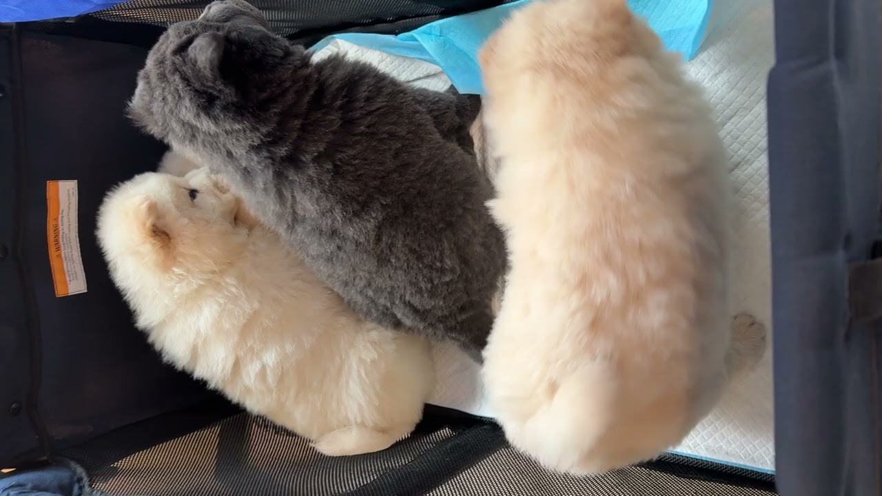 Vet Visit