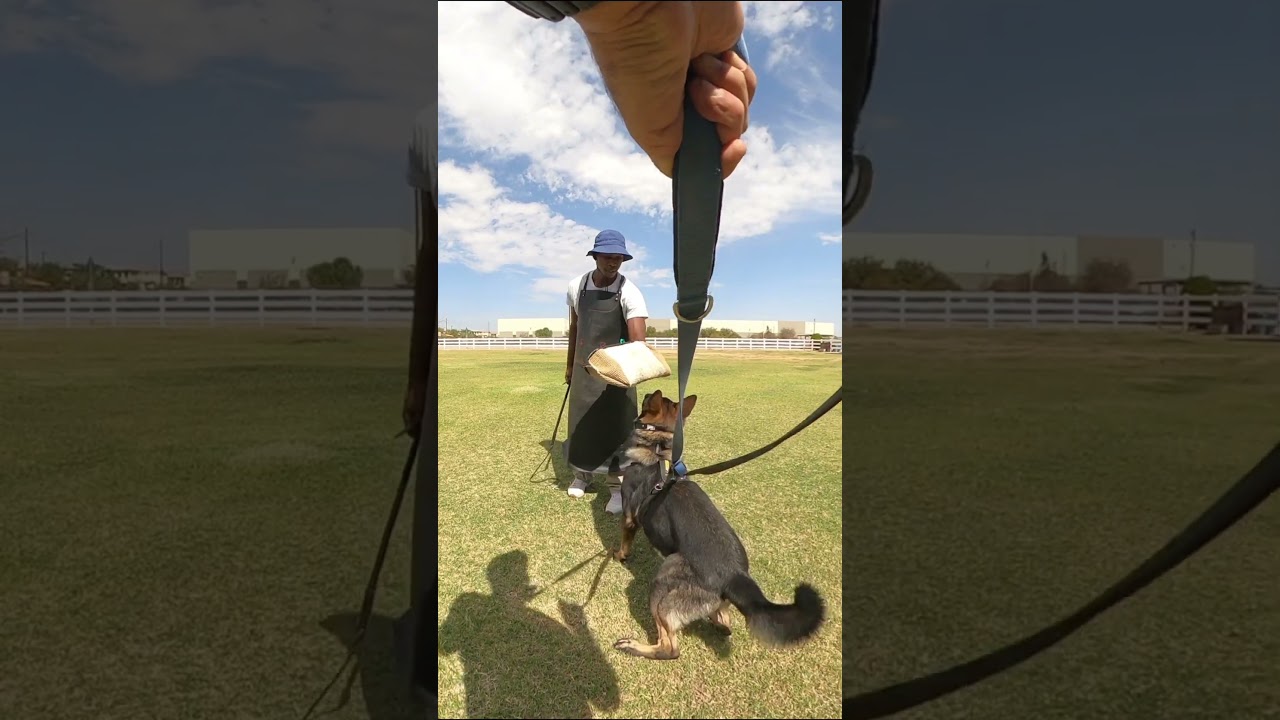 Hold and Bark/Outs practice. #schutzhund #germanshepherd #alsation #protection