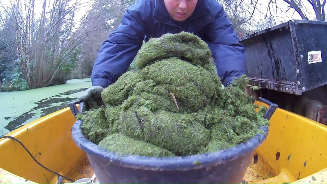 Clearing duckweed - A pointless task