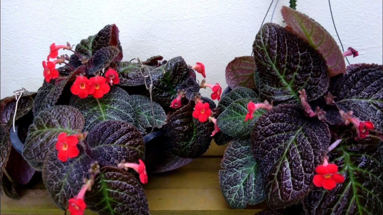 Pequena coleção de Episcias Lacinho de amor ❤ Dicas de cultivo