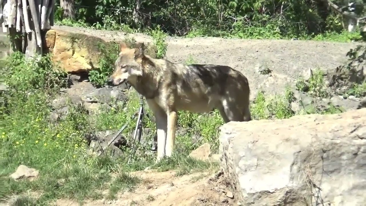 Timberw&ouml;lfe im Zoo Hannover