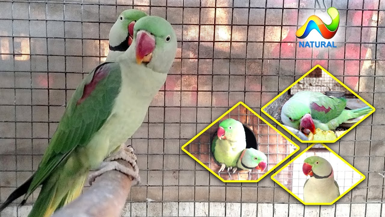 Alexandrine Parrot Breeding Season 2020 Breeding Tips