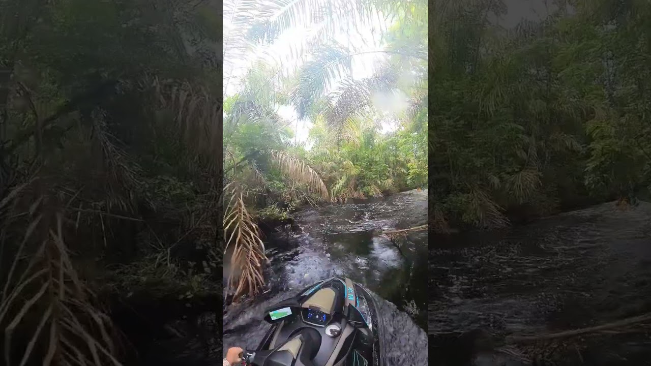 Camino a Laguna #4, Tortuguero
