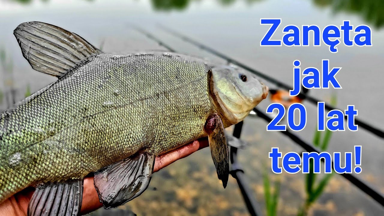 Liny! Zanęta jak 20 lat temu  Method Feeder i Klasyczny Feeder na PZW  Urodziny kanału