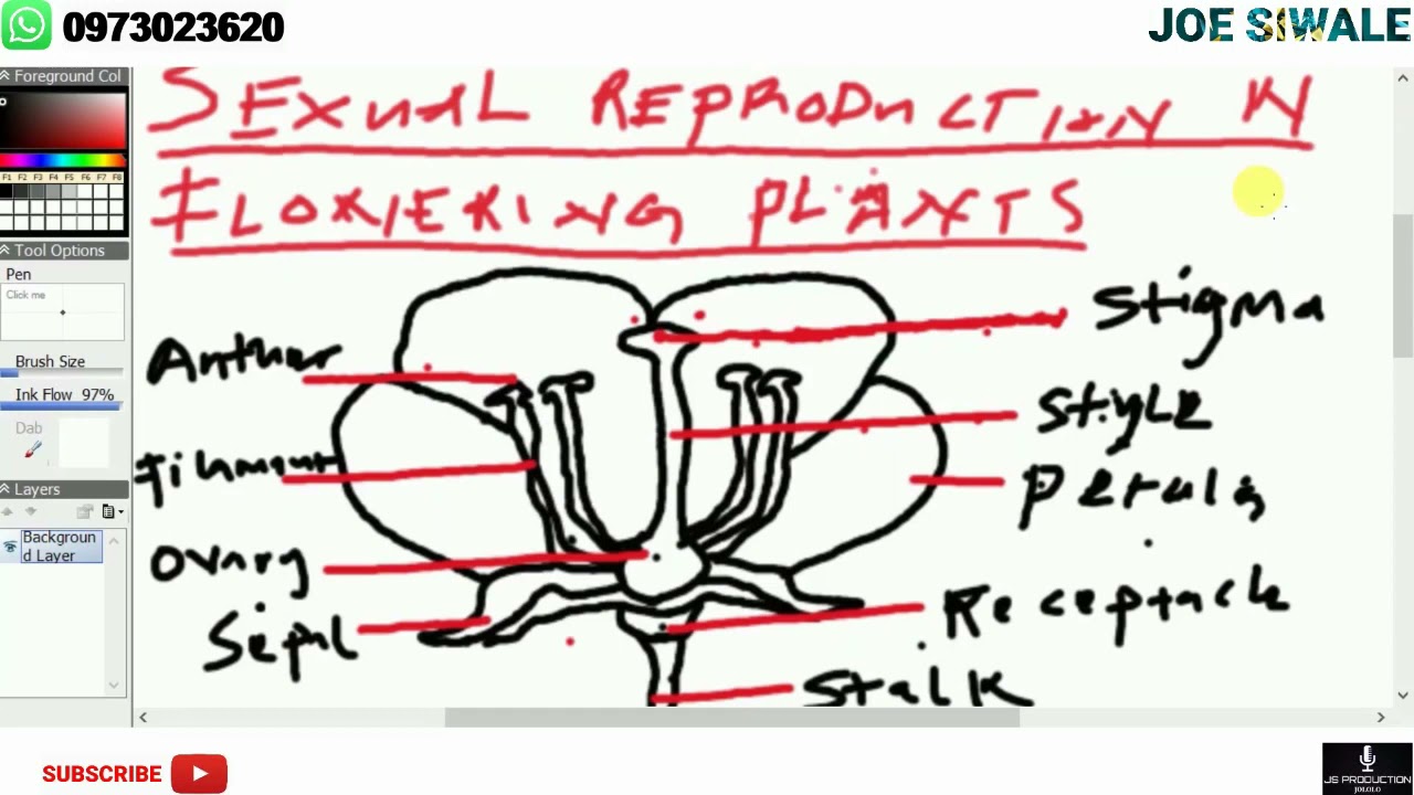 Sexual reproduction in flowering plants. Full topic