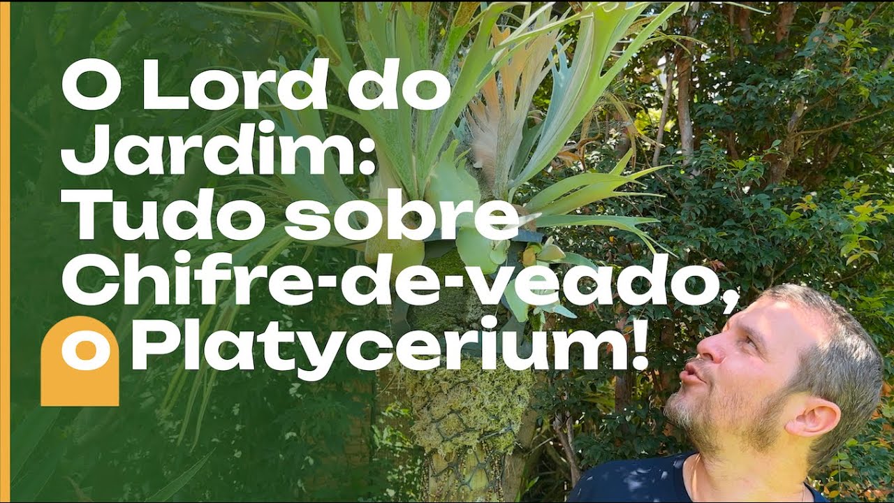 O LORD do JARDIM: tudo sobre Chifre-de-Veado, o Platycerium. Dicas e Cultivo!