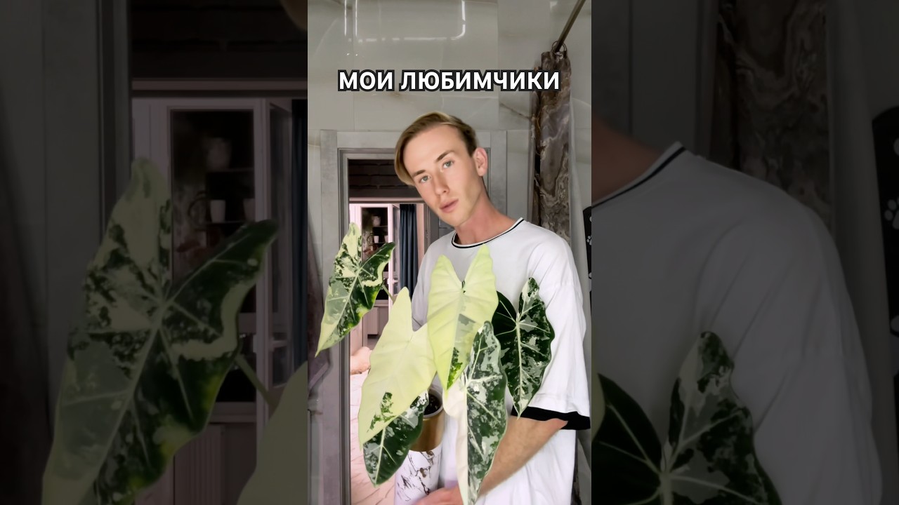 ОБЗОР ЛЮБИМЫХ РАСТЕНИЙ🤭 #растения #цветы #алоказия #plant #flowers #мода #модель #обзор #стасмилеев