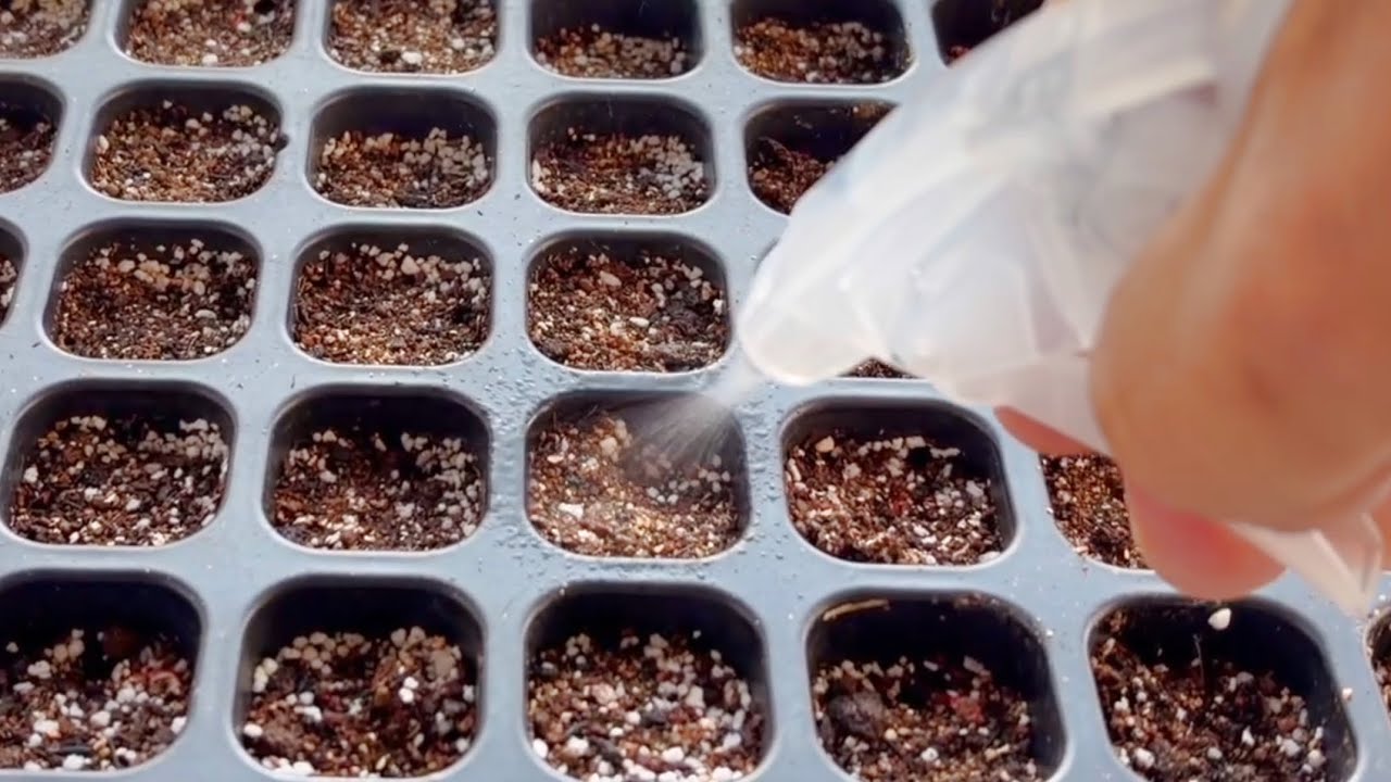 【トウモロコシ栽培】極上の低温発芽の管理はこれで大丈夫👌根張りUPの裏技