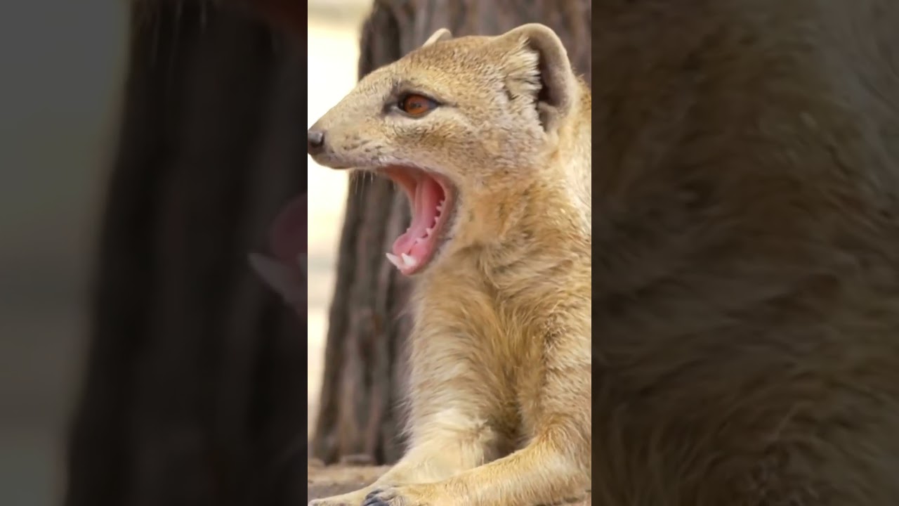 Yellow Mongoose 😍 #wildanimals #wildlife #wildlifeanimals #cuteanimals #animallover #cute