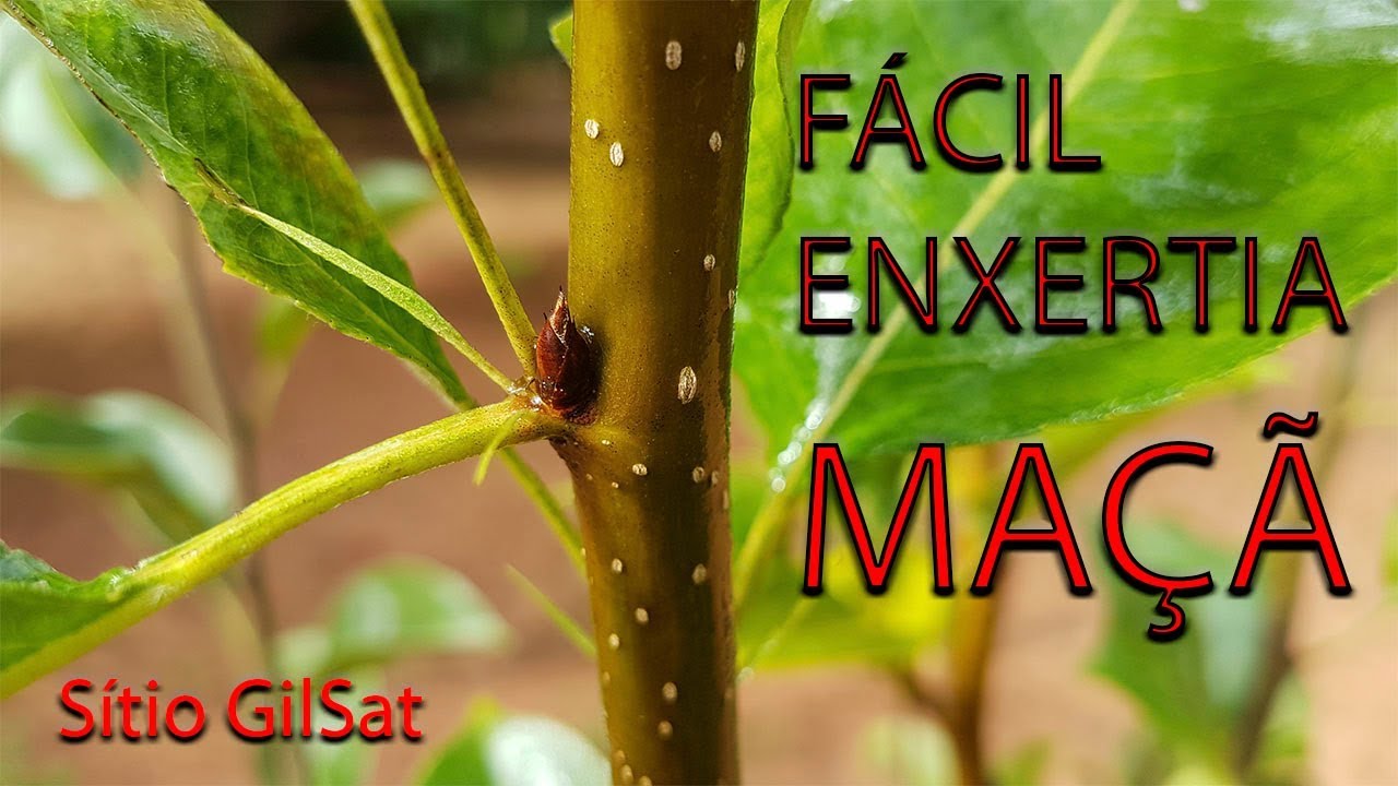 MAÇÃ FAÇA VOCÊ MESMO ENXERTO EM MACIEIRA #SítioGilSat