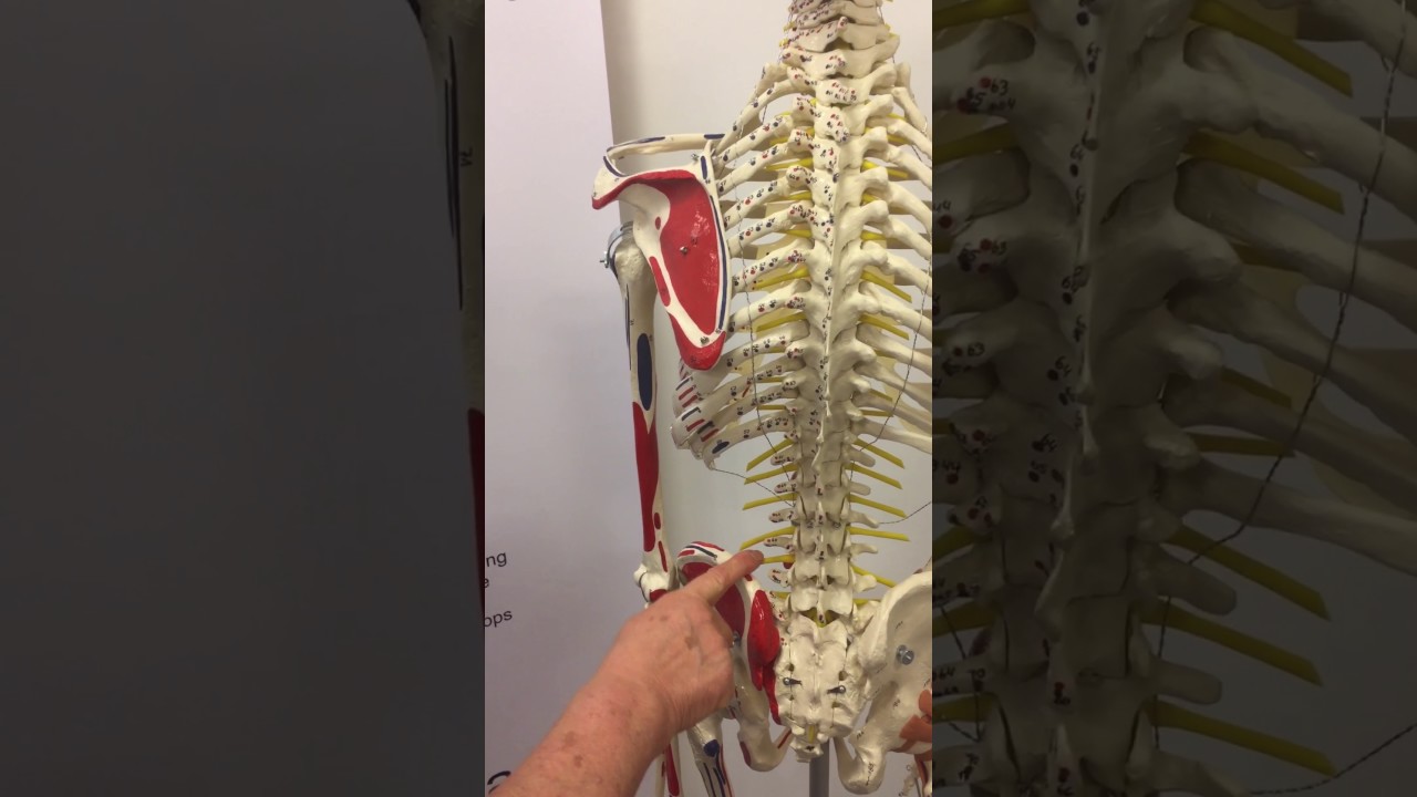 M. Erectores trunci en M. Quadratus lumborum