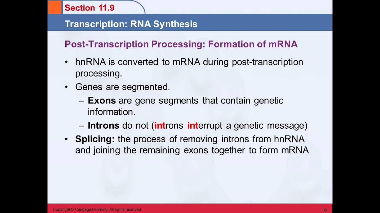 3B 11.9 Transcription: RNA Synthesis