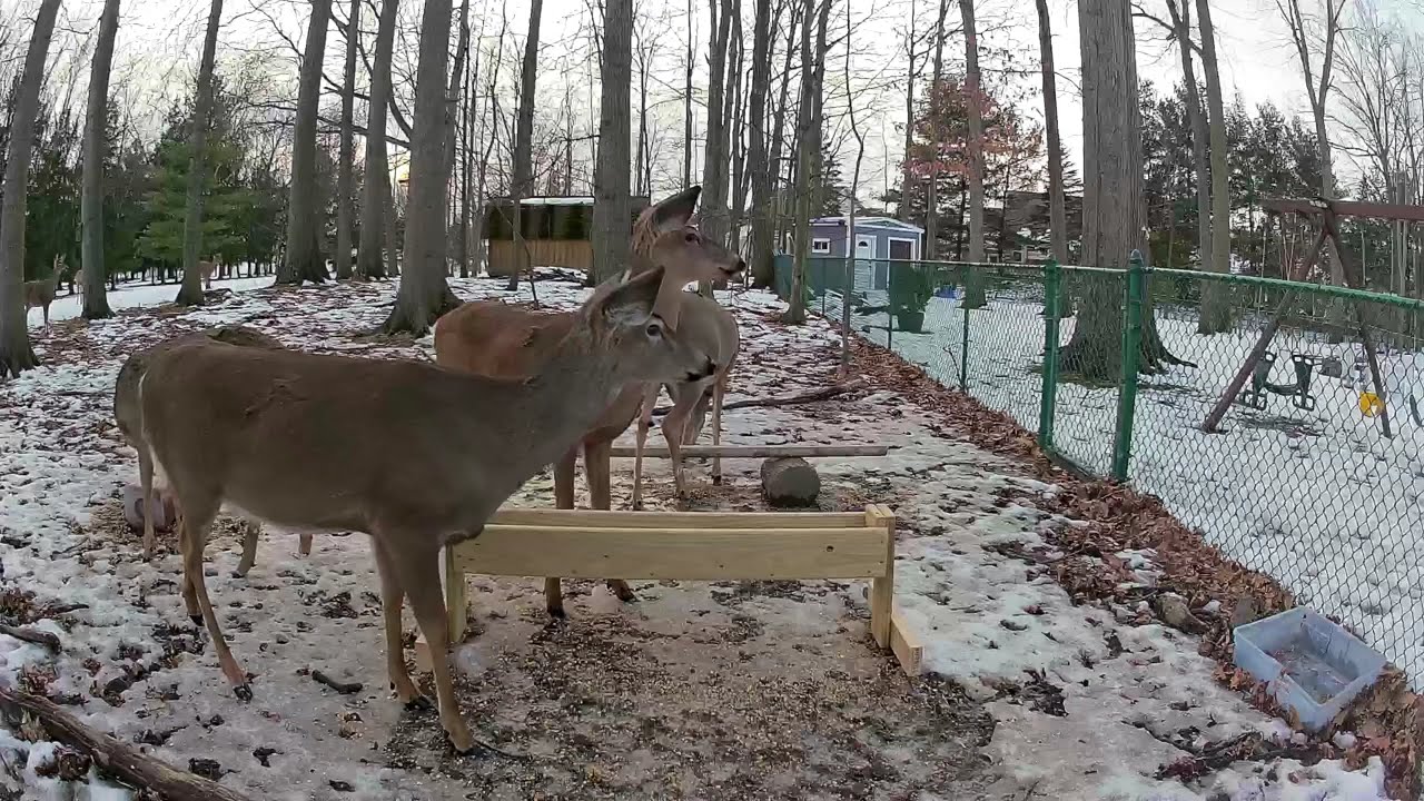 Deer cam 2/14 2026