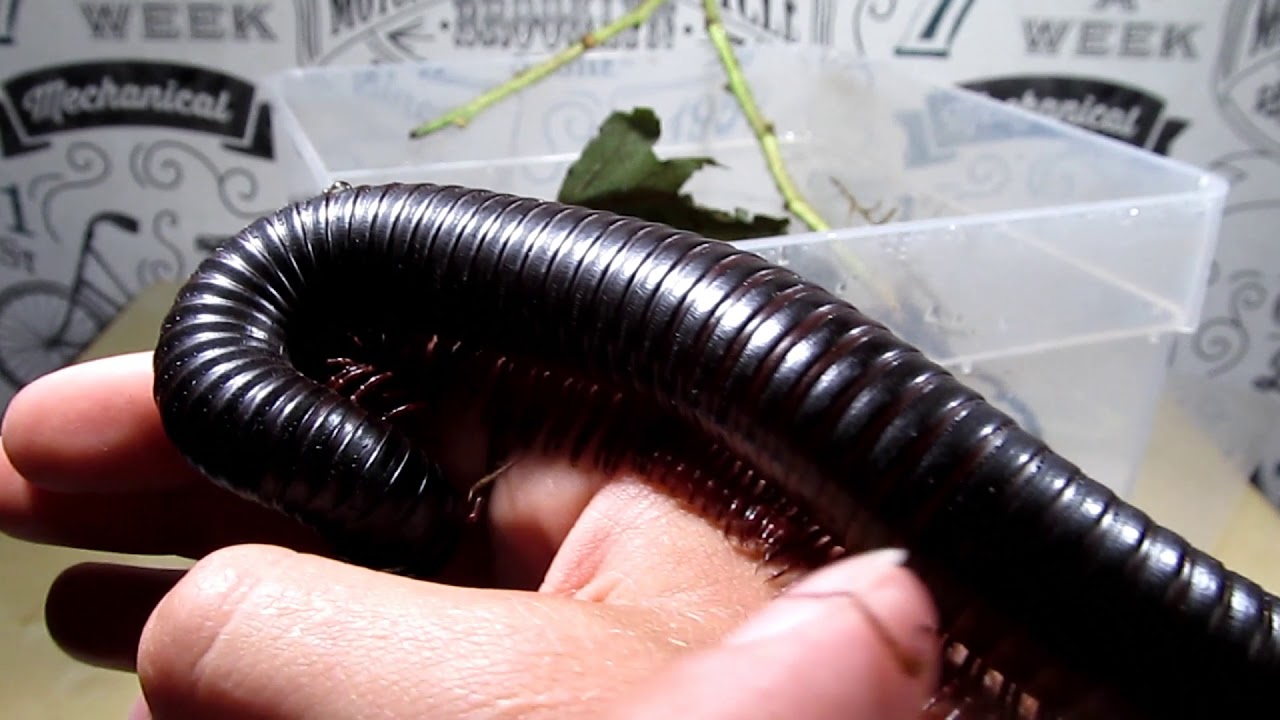 Krocion&oacute;g Afrykański (Spirostreptus gigas) moje terrarystyczne hobby