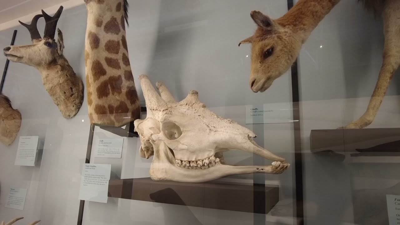 Natural History Museum, Tring