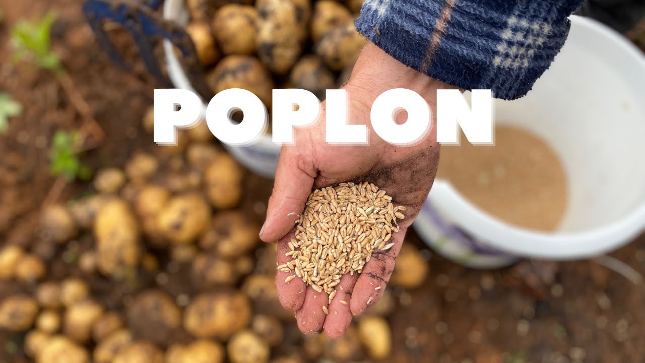 Siejemy poplon zimowy