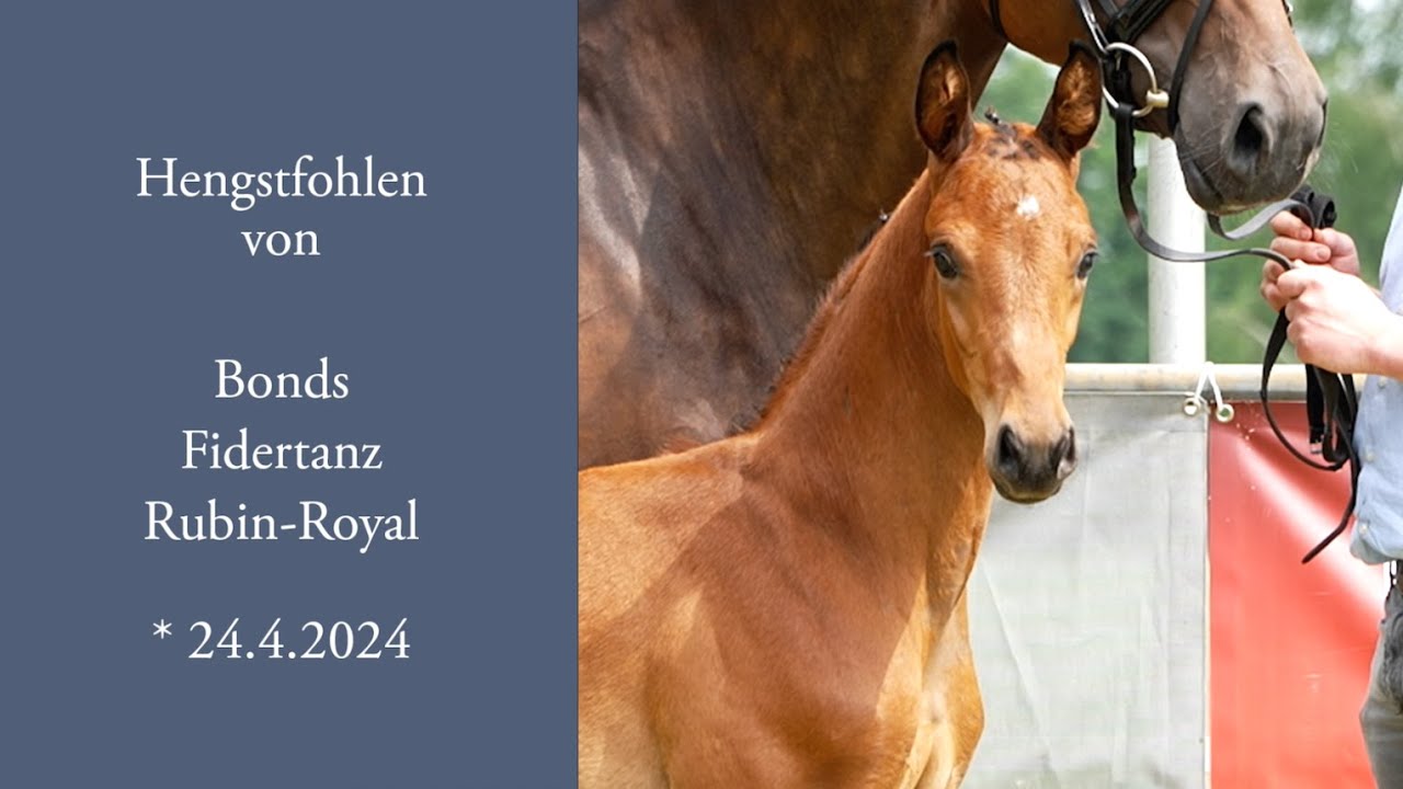Hengstfohlen von  Bonds-Fidertanz