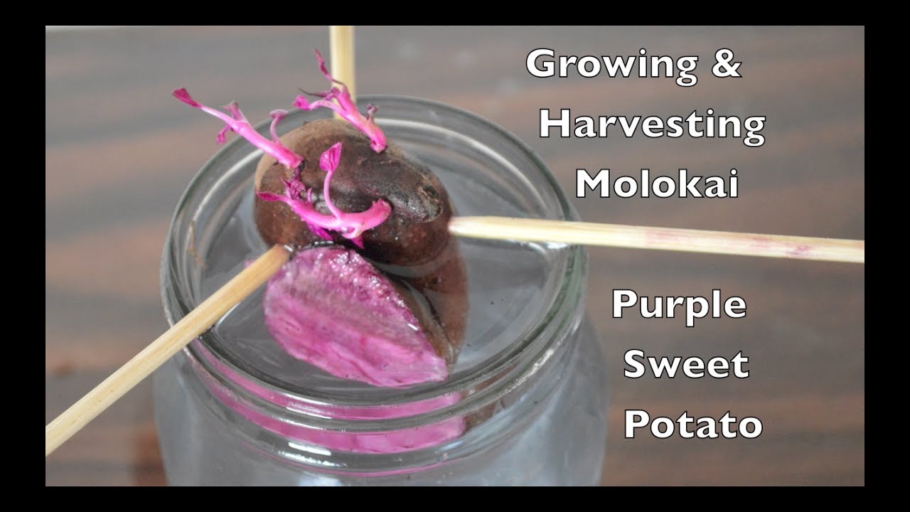 Growing & Harvesting Molokai Purple Sweet Potato.