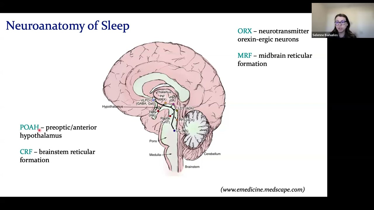 Lathisms Lecture: A Math Model of Human Sleep and Thermoregulation Effects
