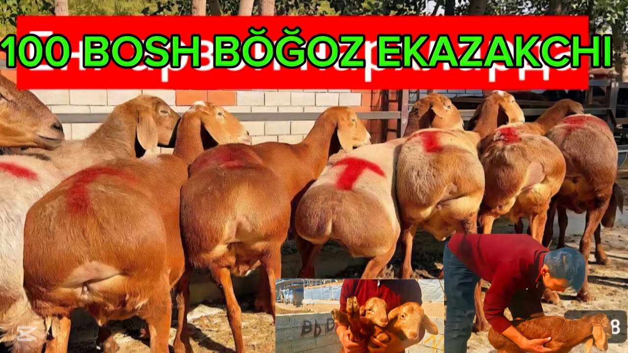 100BOSH 2550migdan QŎZI  2 3 KUDA TUĞADIGAN GEGAT SOVLIQ VA EKAZAKCHI ONA BOL ARASHALARIDAN KELDI 