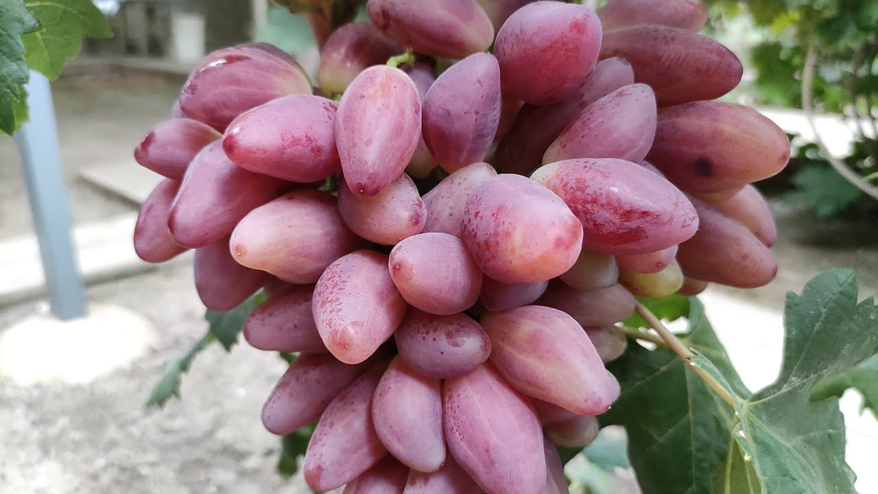 Топ Сверх Ранних и Ранних Сортов Винограда 2025! 🍇🍇🍇 Telegram, WhatsApp и Vlber +79528500417.