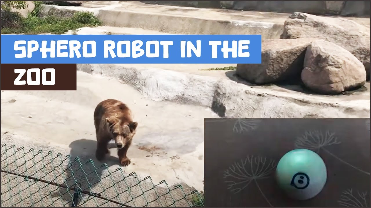 Sphero’s Trip to the Zoo: A Fun Adventure with Animals and Sounds 🦁🦓 and a tiny bit of coding!