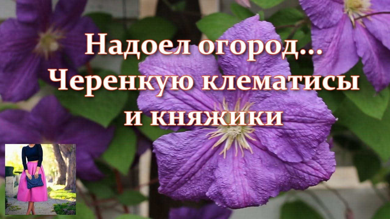 Пока не поздно! Черенкую клематис и княжик. Это проще простого. Когда и как черенковать клематисы
