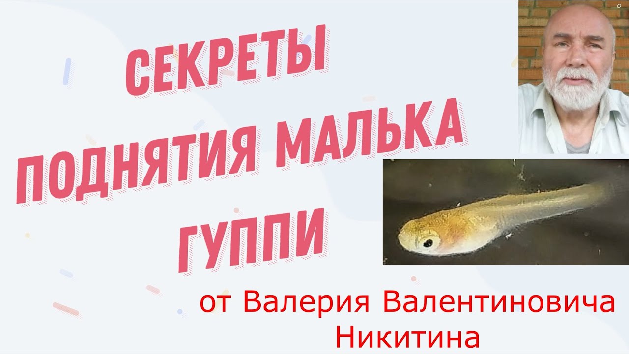 Секреты поднятия малька гуппи от Валерия Валентиновича Никитина