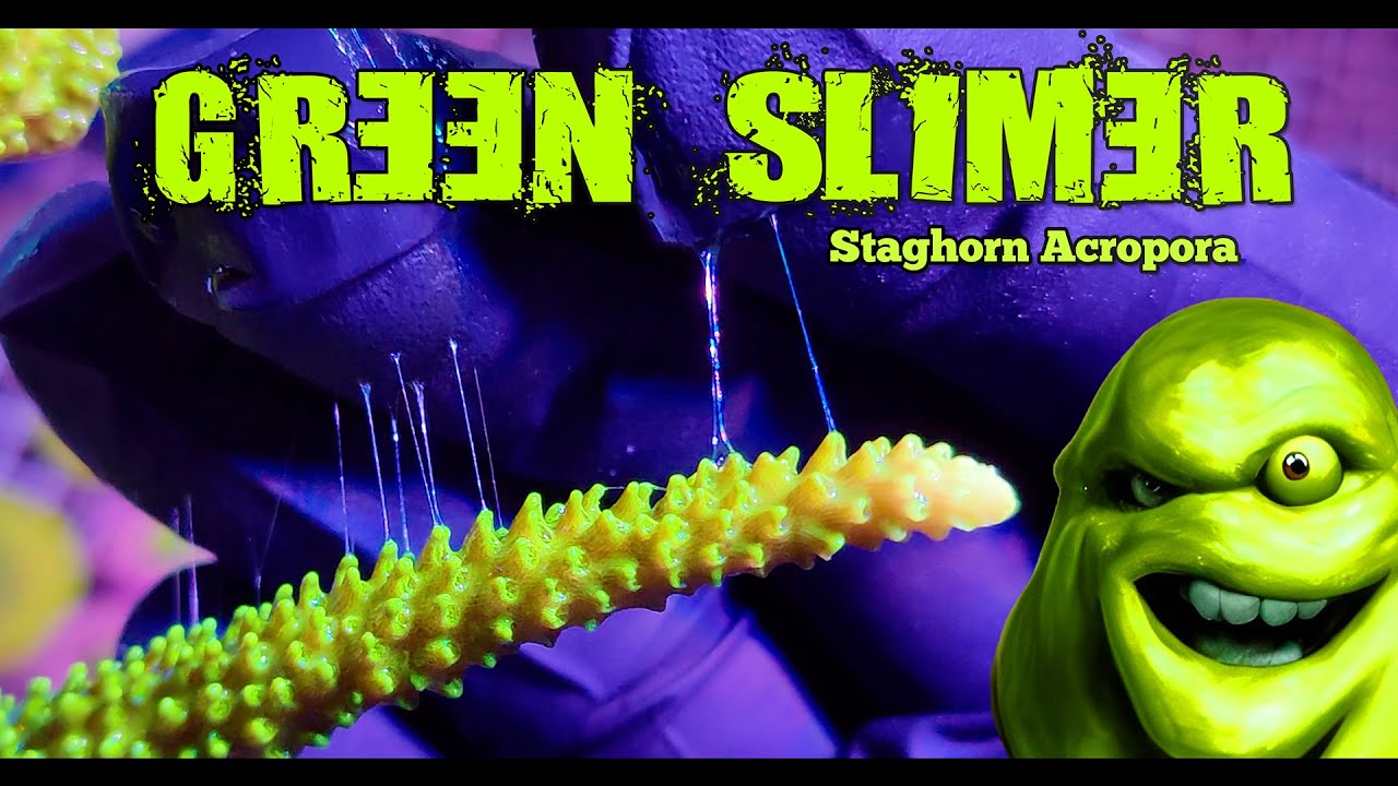 Bali Green Slimer Staghorn - Acropora yongei