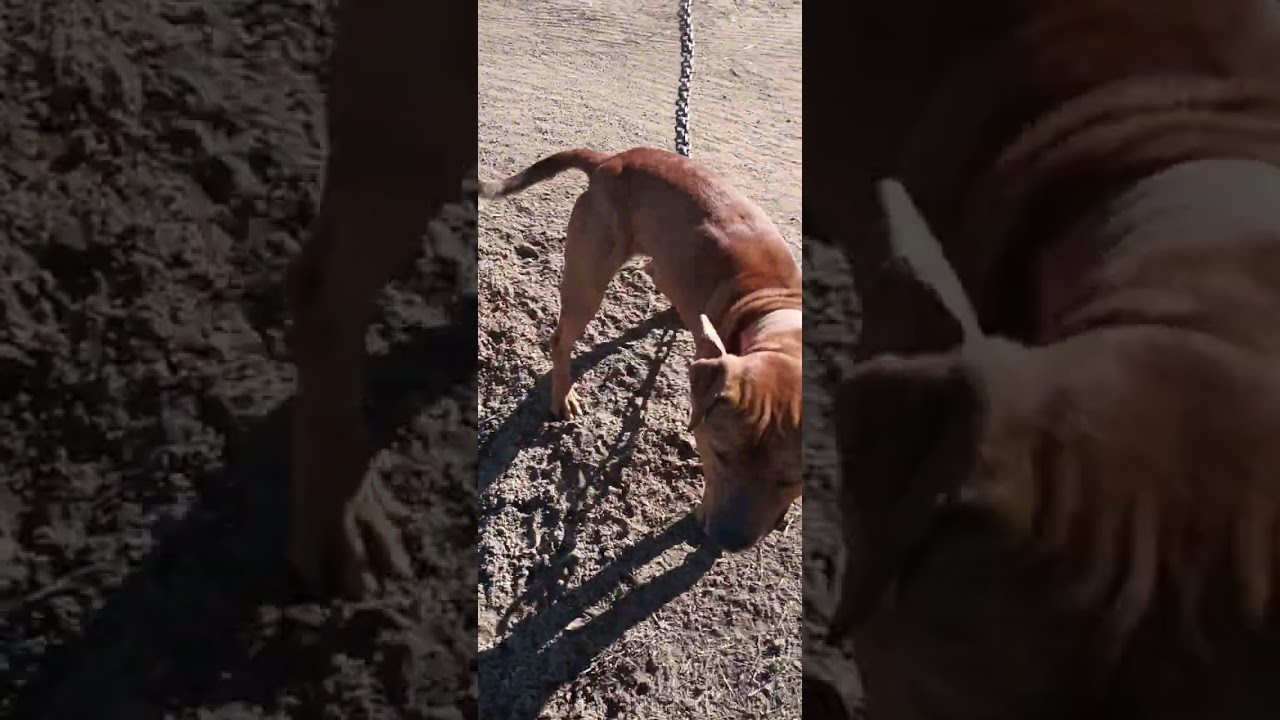 Gameness, Hard mouth, Speed, Endurance, Intelligence, Durability, pain tolerance! That's a Pitbull!