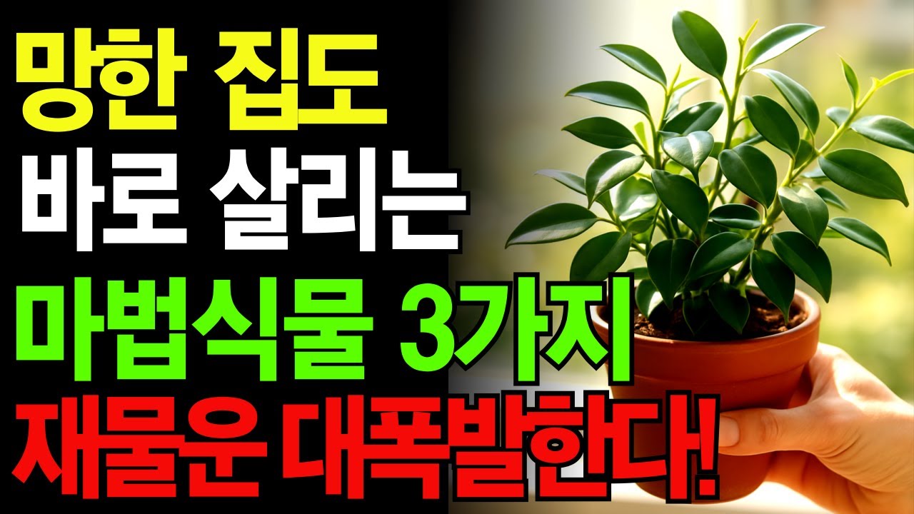 죽은 집도 살린다! 재물운 폭발하는 마법의 식물 공개