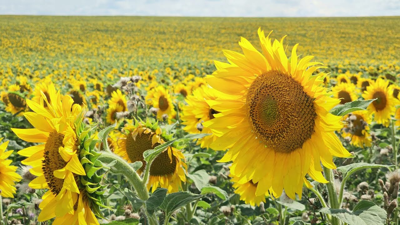 Sonnenblumenfeld 2025