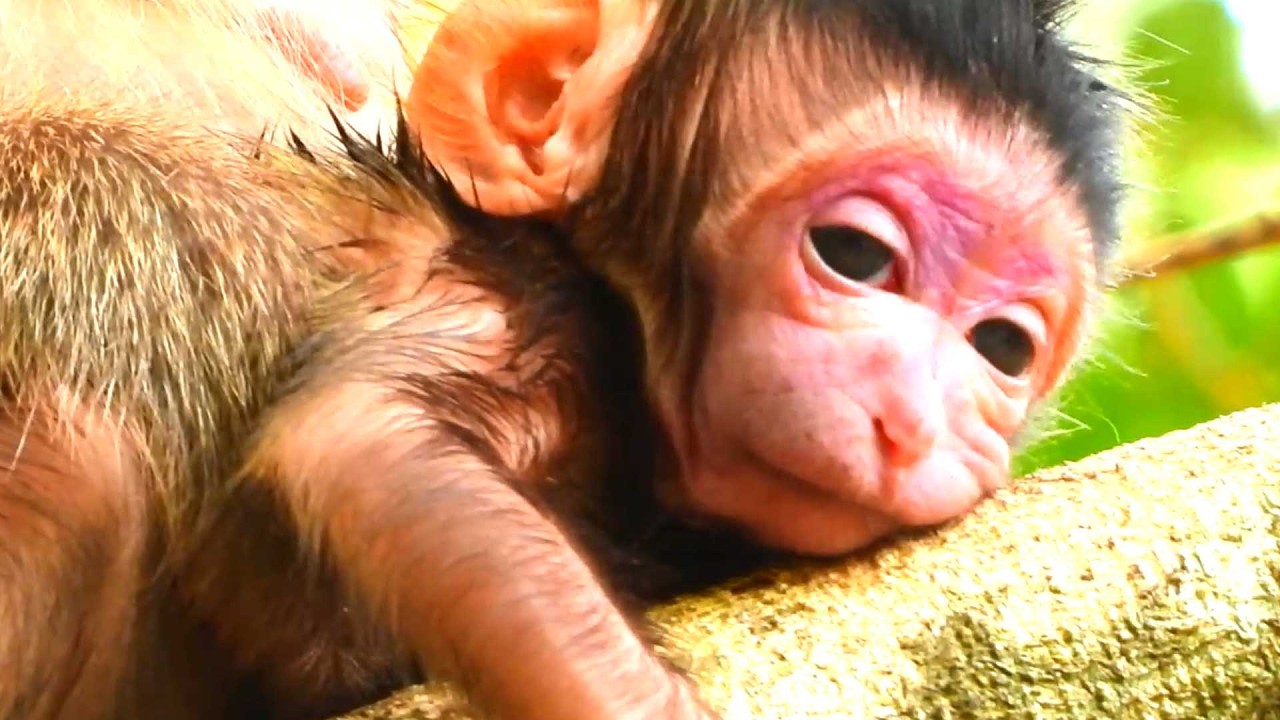 Lovely Gorgeous newborn baby, First-Time Mom Brindy Learns to Care for Her Baby on Day One