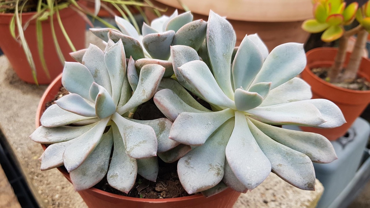 Graptoveria Debbie a pleno sol  -  Graptoveria Debbie in full sun