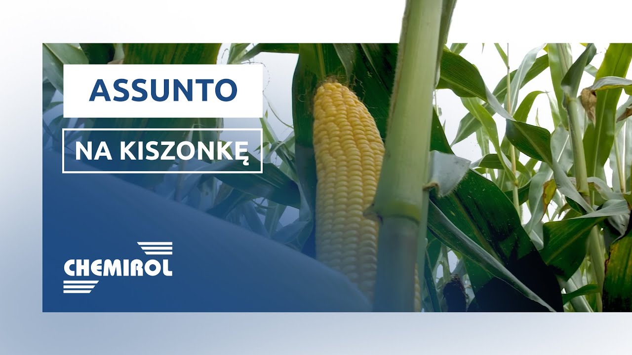 ASSUNTO || kukurydza na kiszonkę