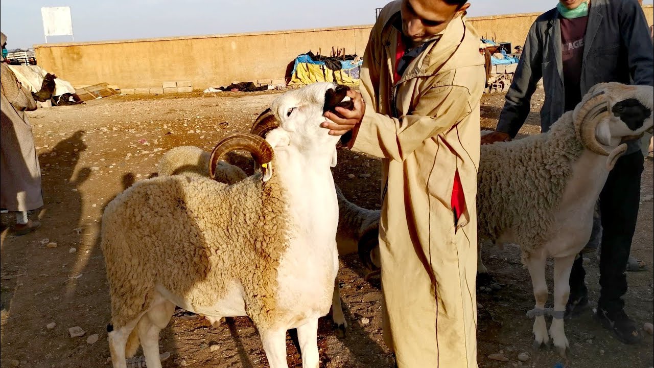 حصري من قلب سوق الفقيه بن صالح المليح موجود و الثمن مناسب17 يونيو، 2020