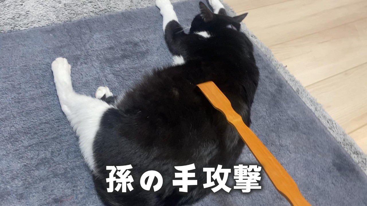 猫がカーペットから動かないので攻撃してみた