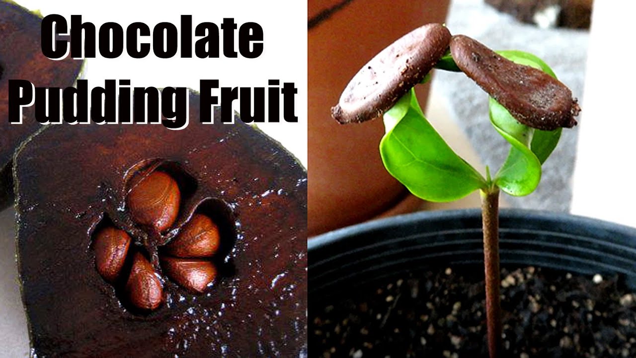 How to Grow Chocolate Pudding Fruit from Seed - Black Sapote